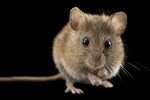 Ремонт мышей GIGABYTE